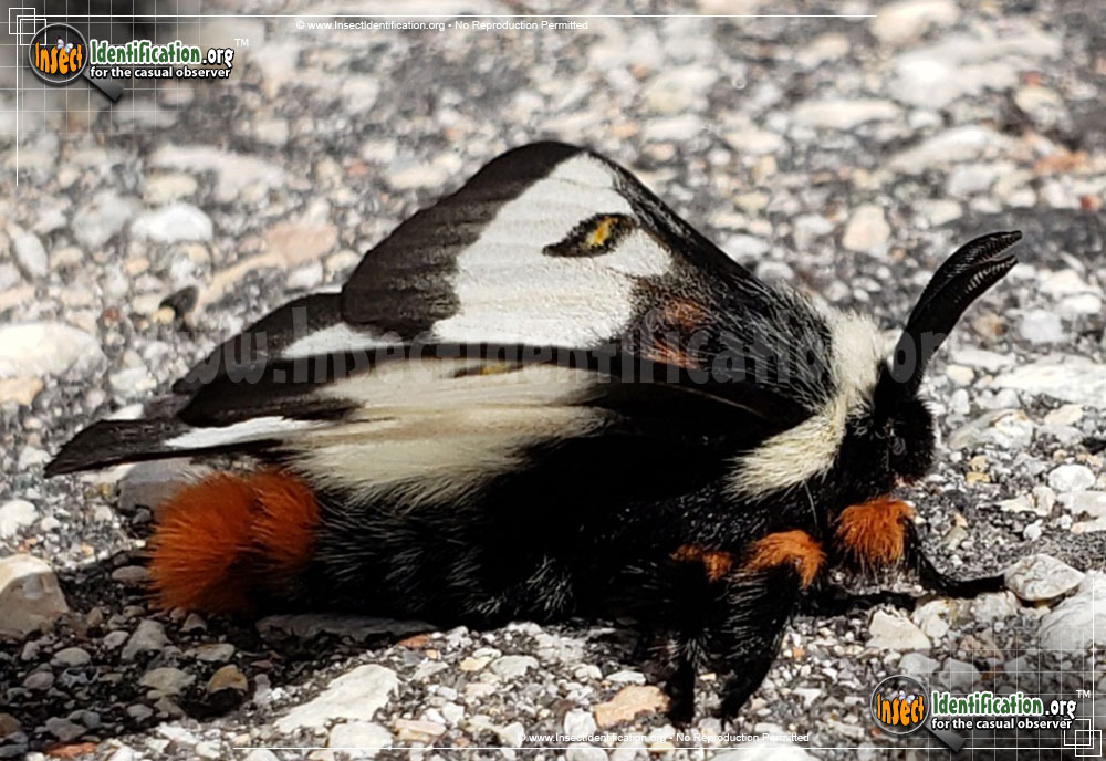 Full-sized image #3 of the Nevada-Buck-Moth