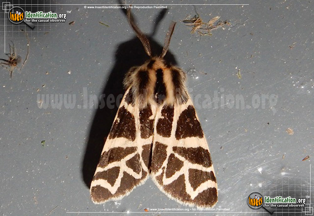 Full-sized image of the Nevada-Tiger-Moth