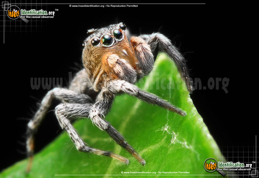 Full-sized image #3 of the North-American-Jumping-Spider