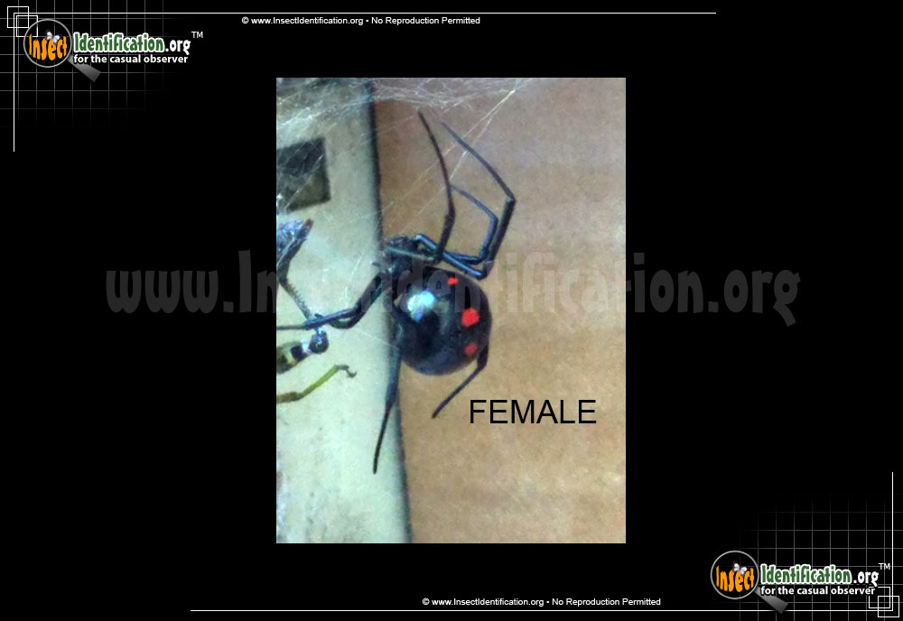 Full-sized image #4 of the Northern-Black-Widow