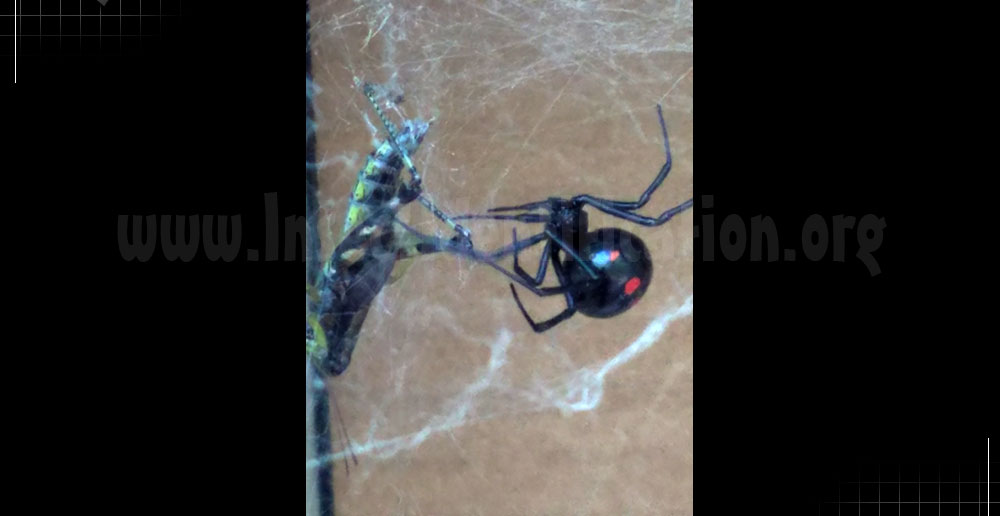 Full-sized image #5 of the Northern-Black-Widow