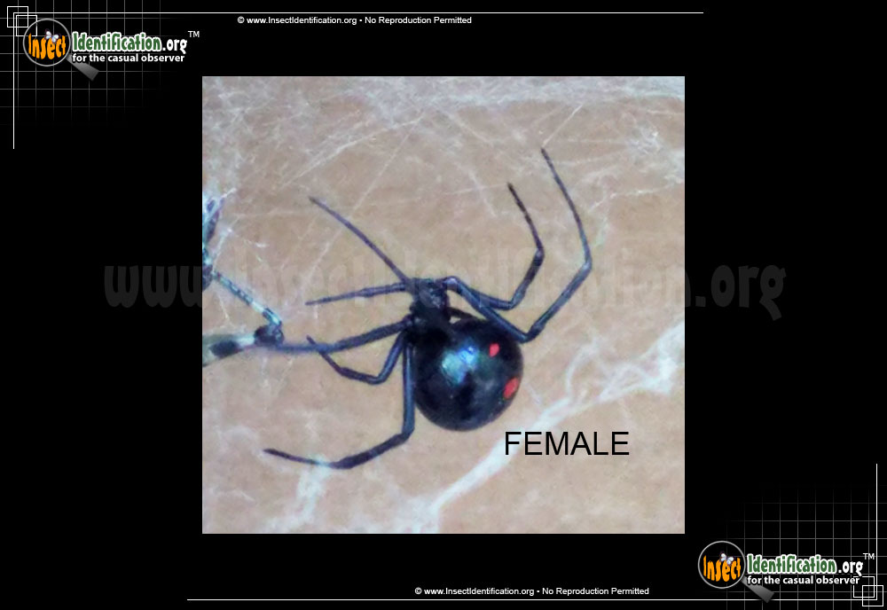 Full-sized image #6 of the Northern-Black-Widow