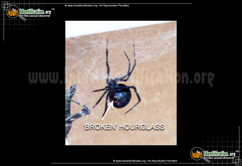 Full-sized image of the Northern-Black-Widow