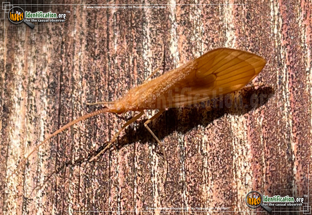 Full-sized image of the Northern-Caddisfly