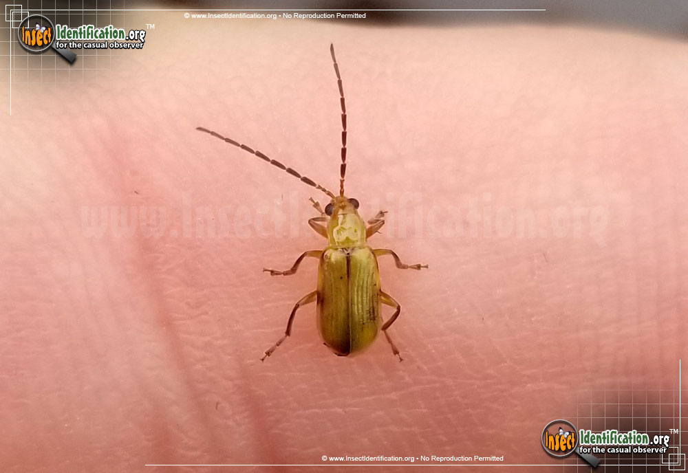 Full-sized image of the Northern-Corn-Rootworm-Beetle