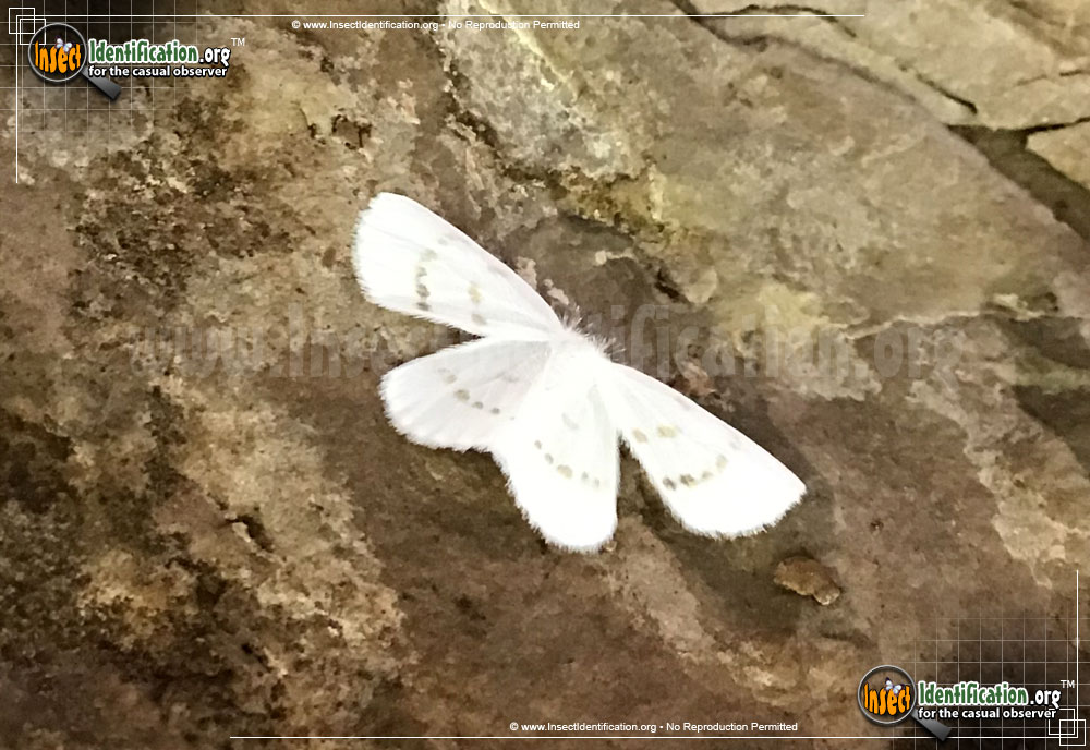 Full-sized image of the Northern-Eudeilinia-Moth