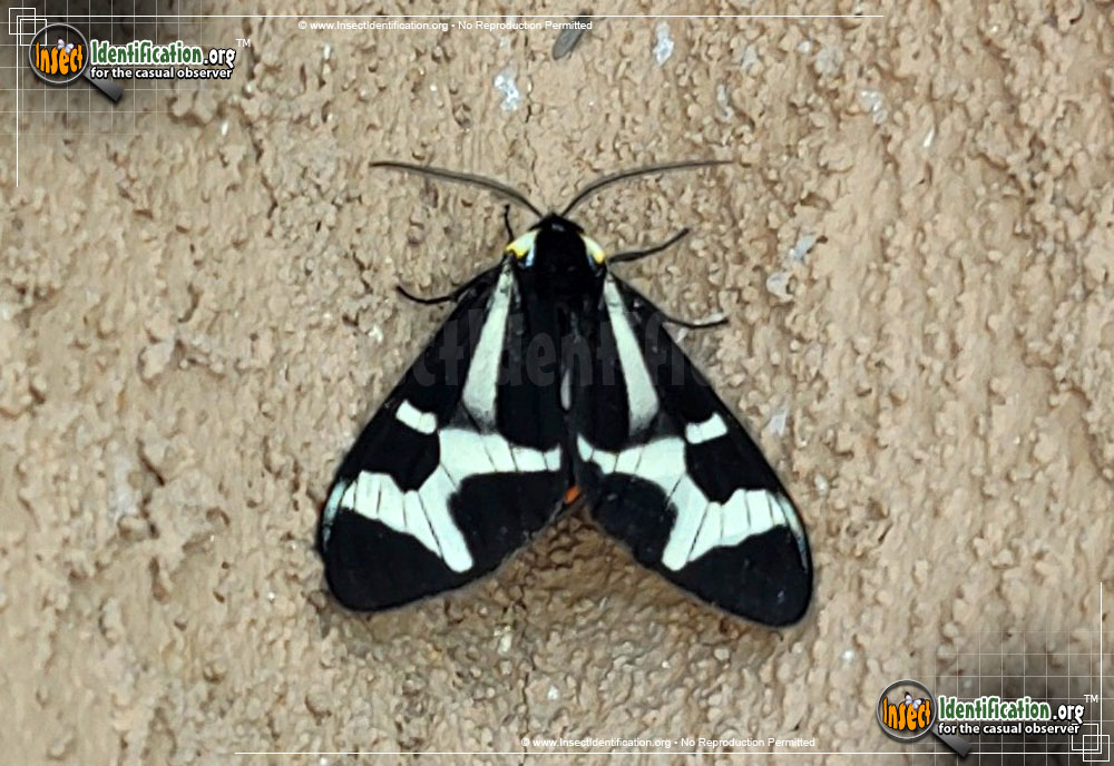 Full-sized image of the Northern-Giant-Flag-Moth