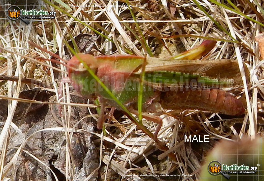 Full-sized image of the Northern-Green-striped-Grasshopper