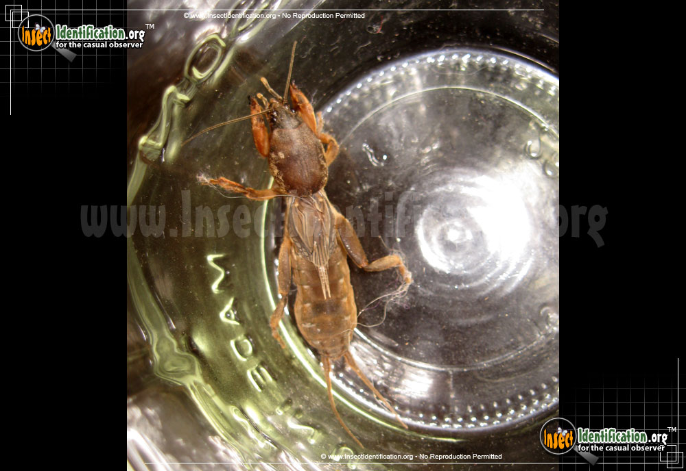 Full-sized image #3 of the Northern-Mole-Cricket