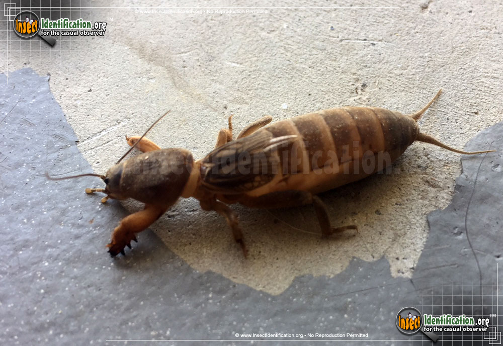 Full-sized image #5 of the Northern-Mole-Cricket
