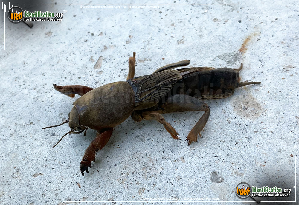 Full-sized image #8 of the Northern-Mole-Cricket