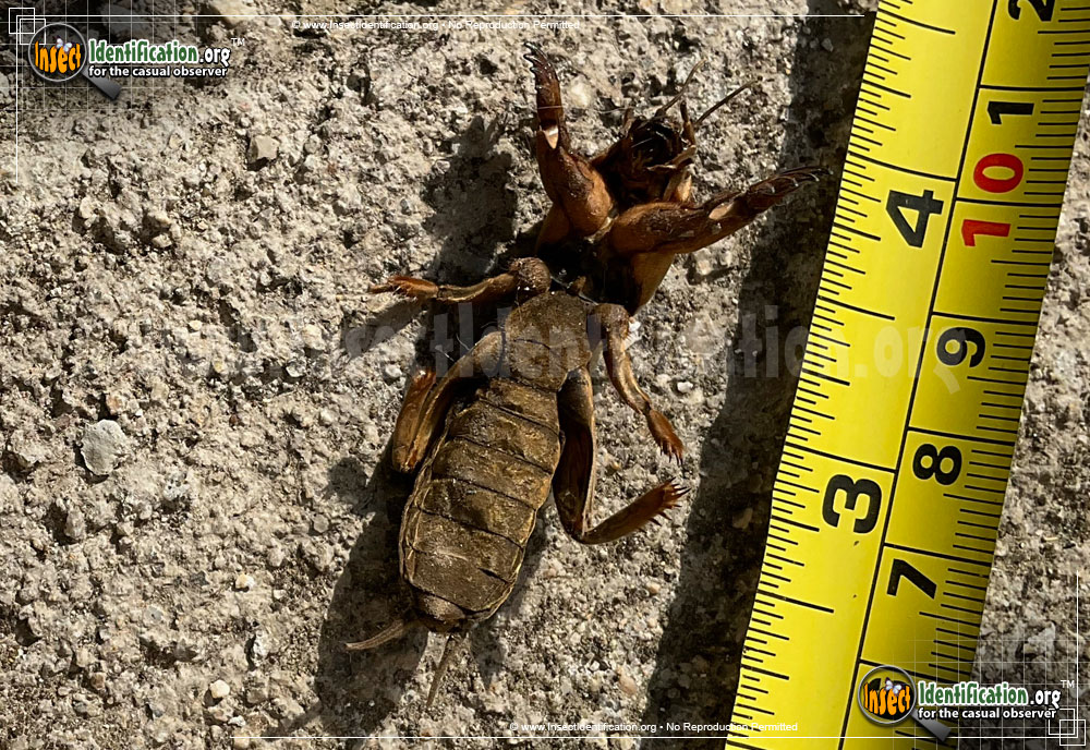 Full-sized image #6 of the Northern-Mole-Cricket