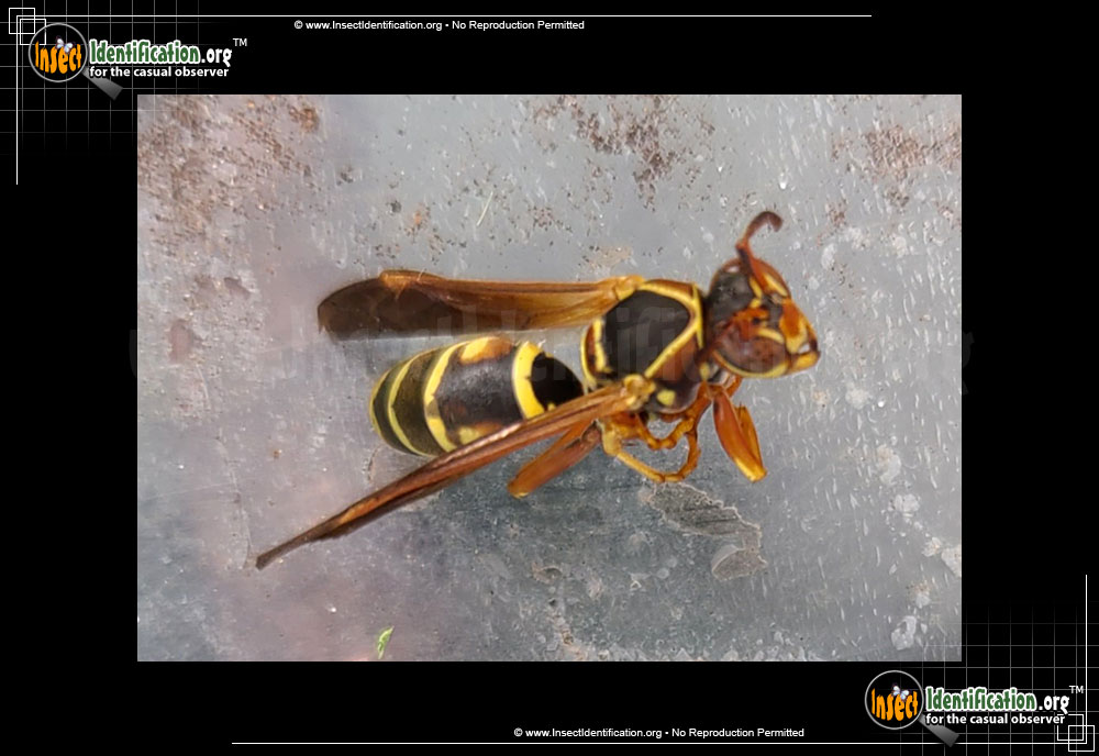 Full-sized image #9 of the Northern-Paper-Wasp