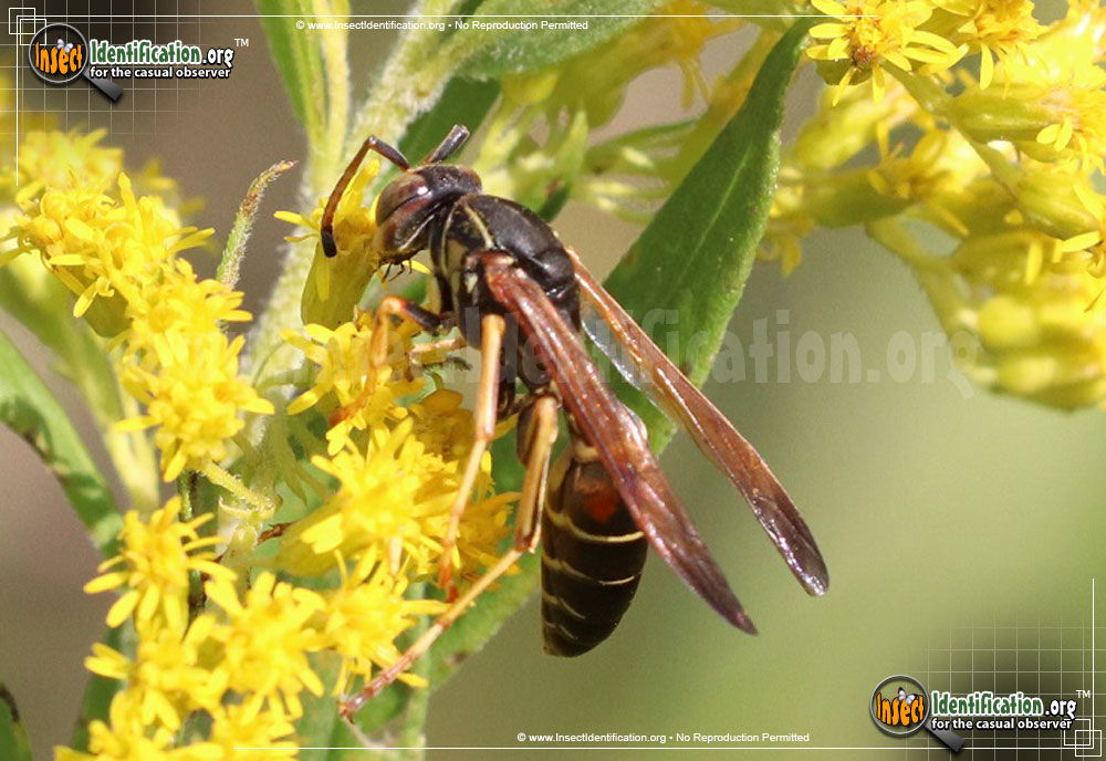Full-sized image #11 of the Northern-Paper-Wasp