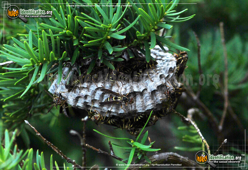 Full-sized image #5 of the Northern-Paper-Wasp