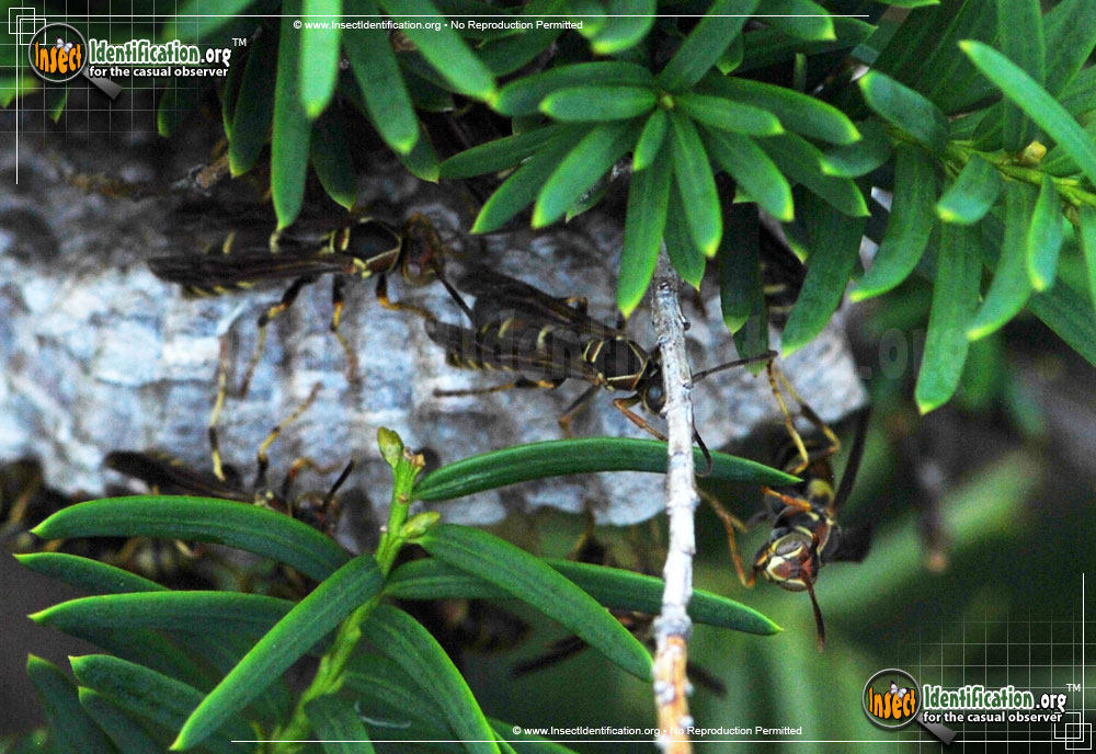 Full-sized image #8 of the Northern-Paper-Wasp