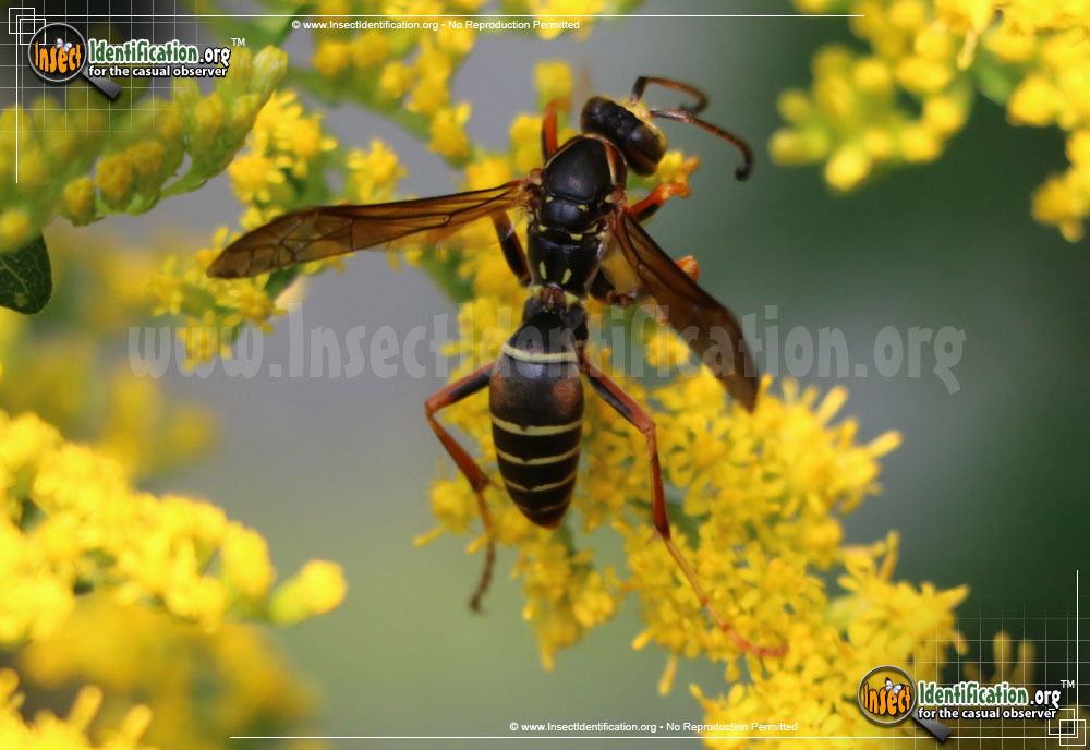 Full-sized image of the Northern-Paper-Wasp