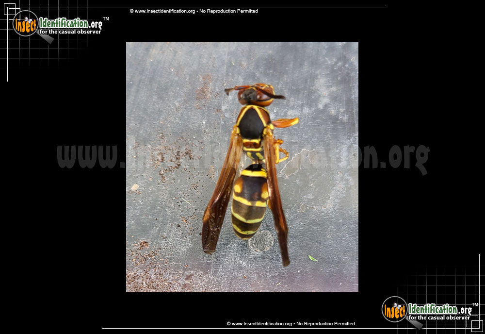 Full-sized image #10 of the Northern-Paper-Wasp