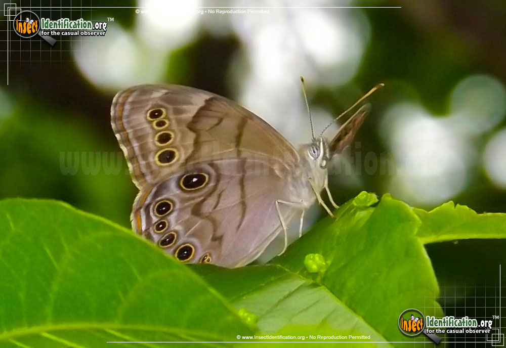 Full-sized image #3 of the Northern-Pearly-Eye-Butterfly