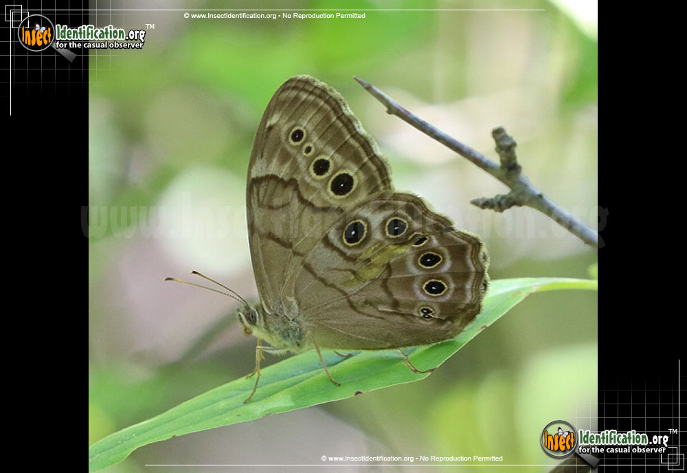 Full-sized image of the Northern-Pearly-Eye-Butterfly
