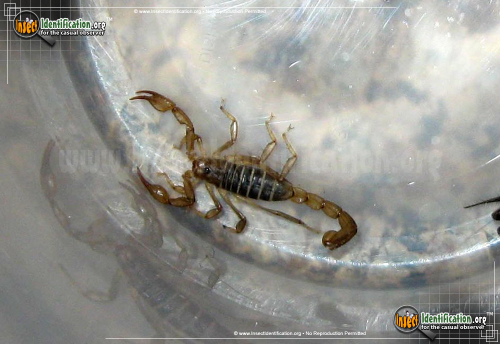 Full-sized image of the Northern-Scorpion
