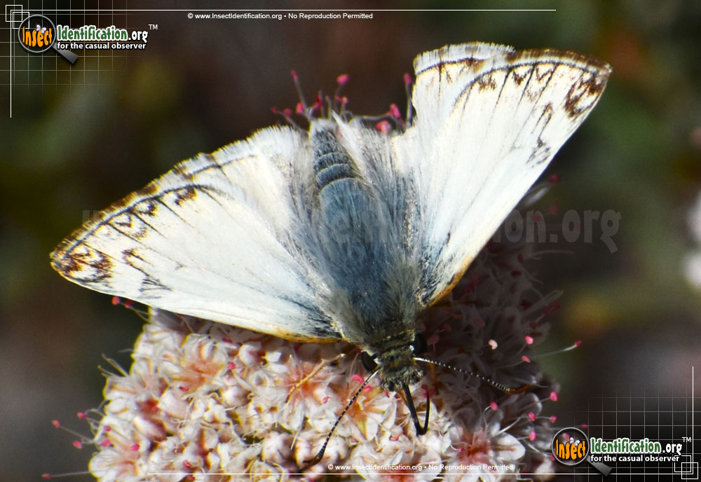 Full-sized image #3 of the Northern-White-Skipper