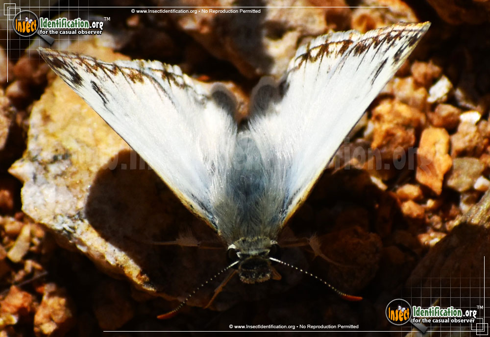 Full-sized image #4 of the Northern-White-Skipper