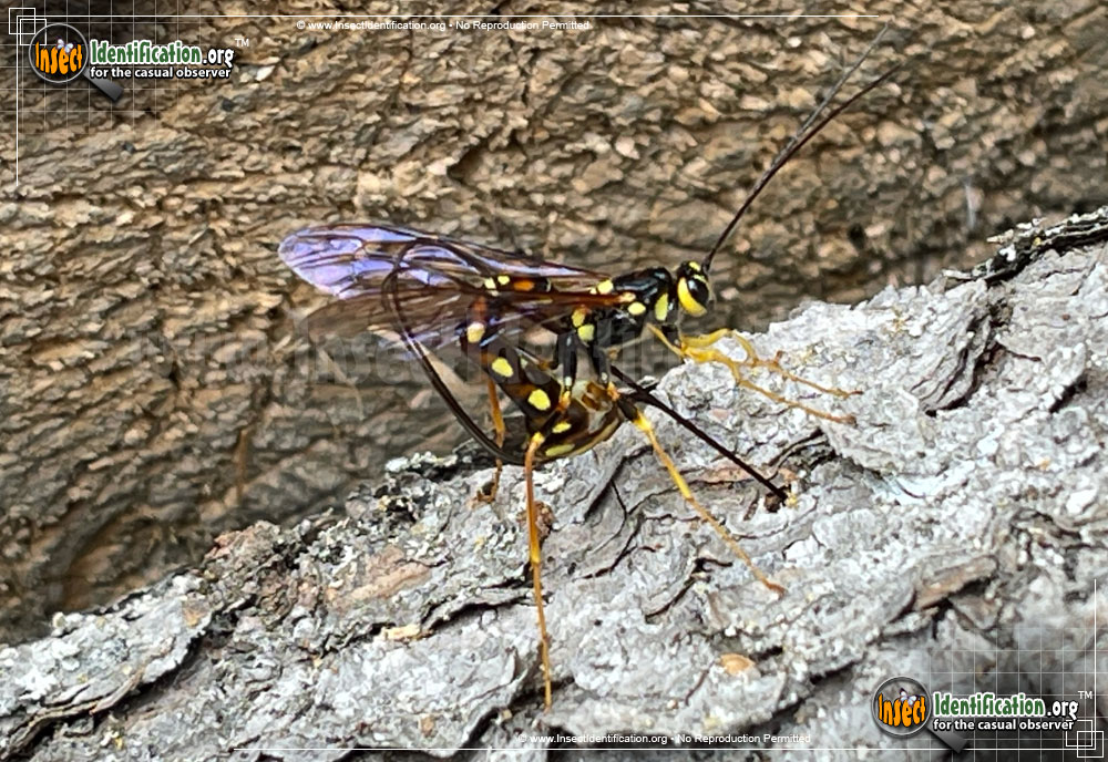 Full-sized image of the Nortons-Giant-Ichneumon-Wasp