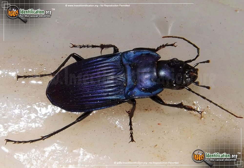 Full-sized image of the Notched-Mouth-Ground-Beetle