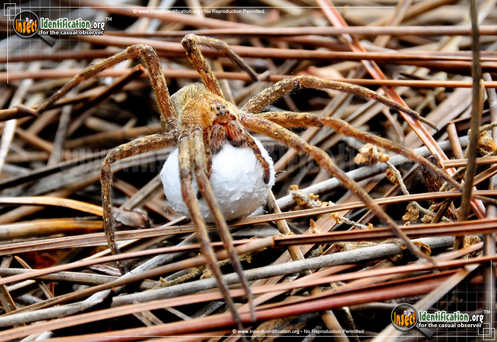 Detailed close-up picture of the Nursery Web Spider with young