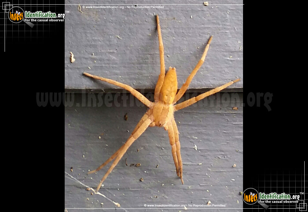 Full-sized image #13 of the Nursery-Web-Spider