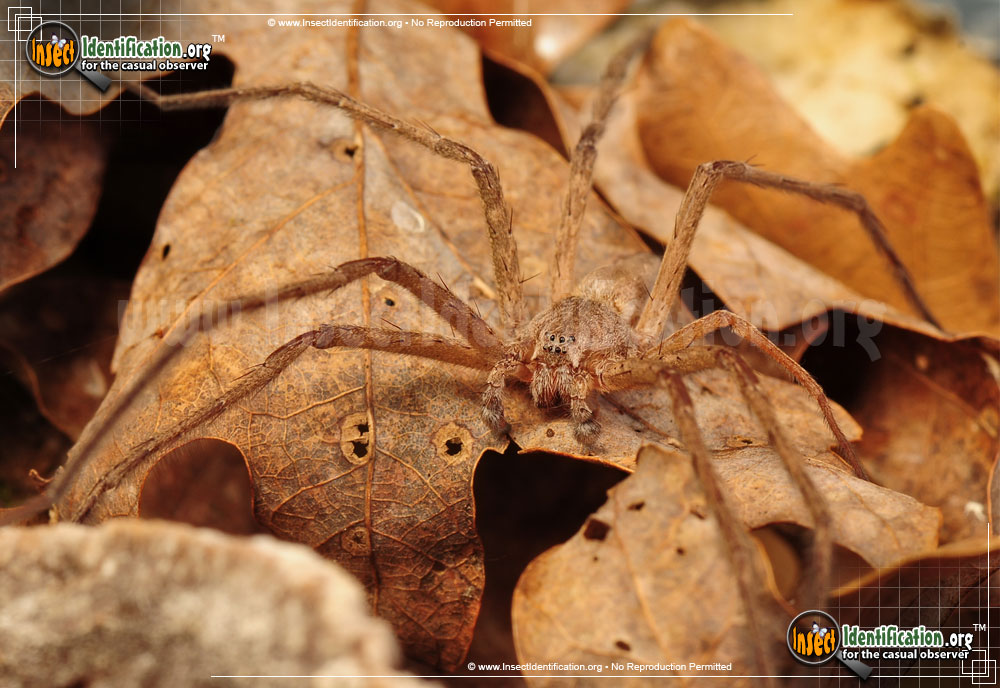 Full-sized image #6 of the Nursery-Web-Spider
