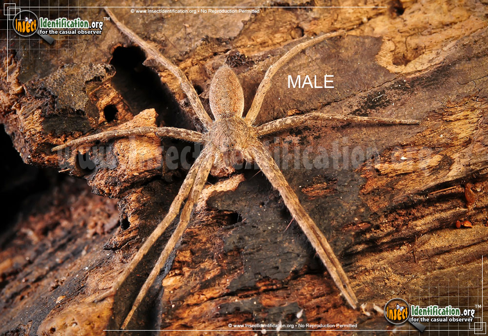 Full-sized image #5 of the Nursery-Web-Spider