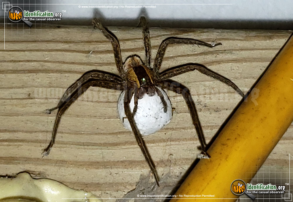 Full-sized image #11 of the Nursery-Web-Spider