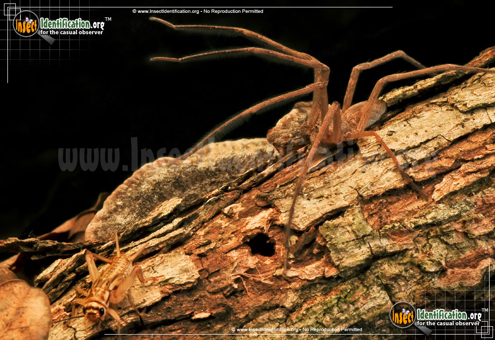 Full-sized image #8 of the Nursery-Web-Spider