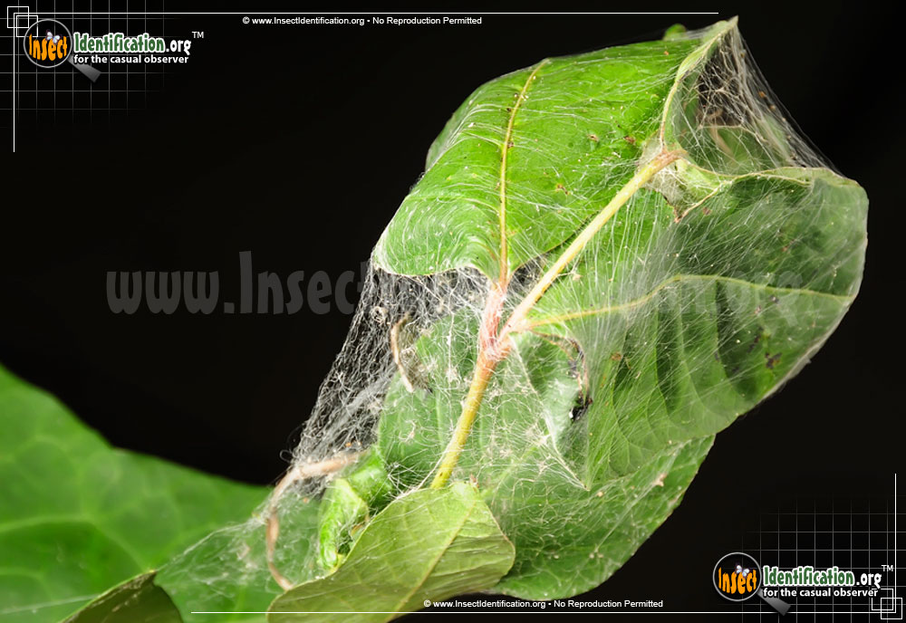 Full-sized image #9 of the Nursery-Web-Spider