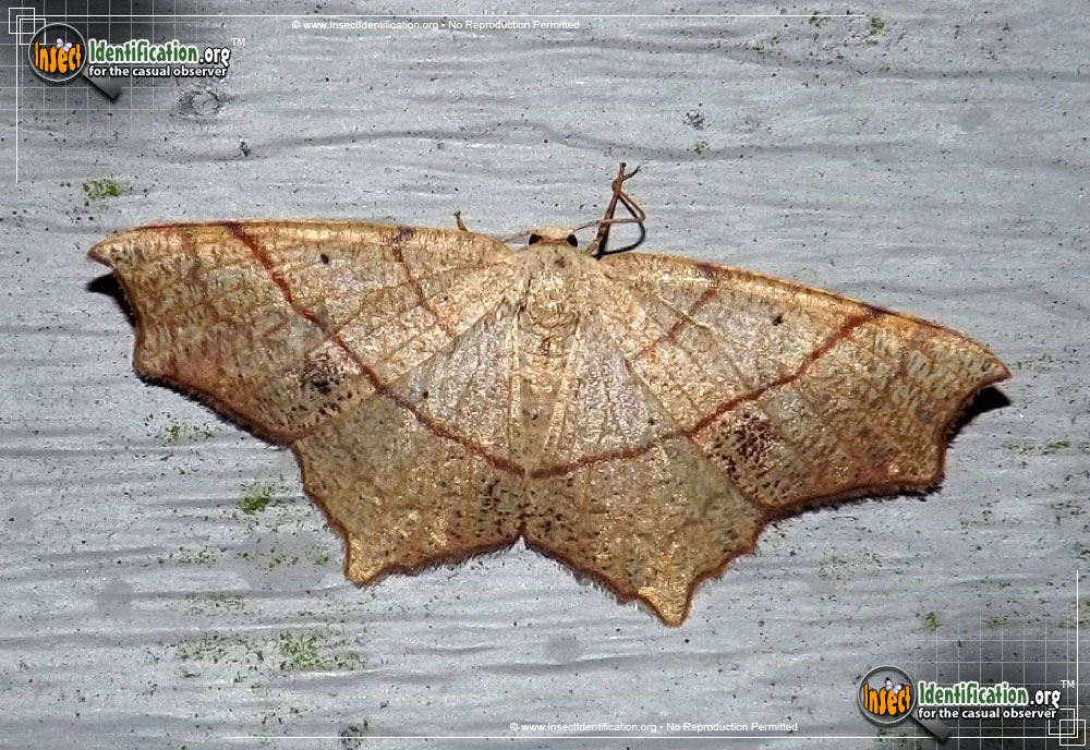 Full-sized image of the Oak-Besma-Moth