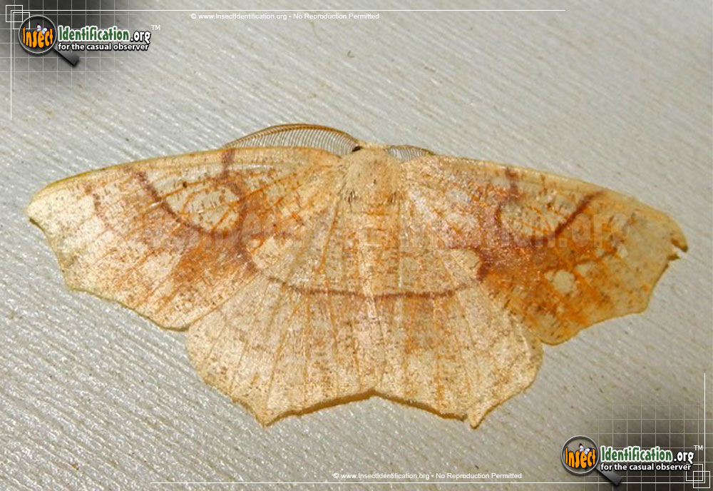 Full-sized image of the Oak-Besma-Moth