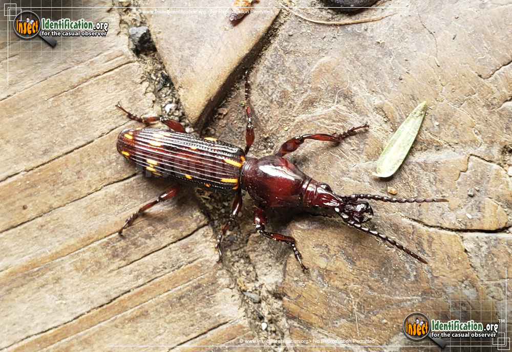Full-sized image of the Oak-Timberworm-Weevil