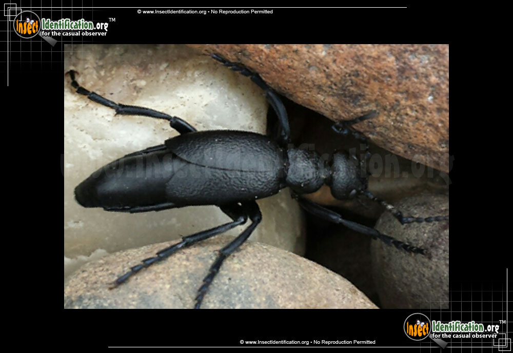 Full-sized image #4 of the Oil-Beetle