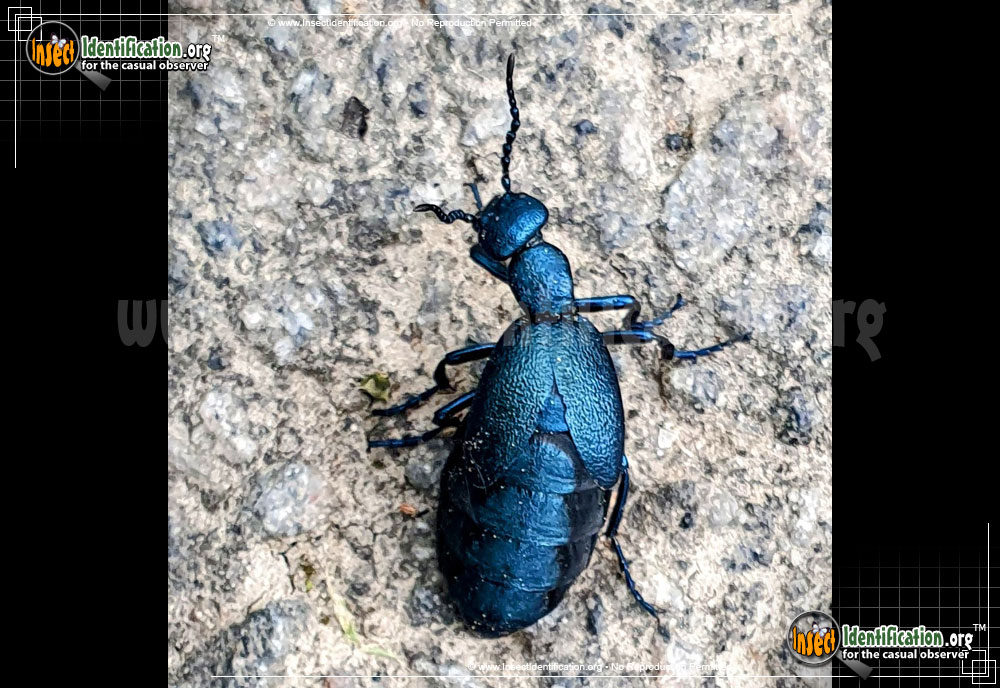 Full-sized image of the Oil-Beetle