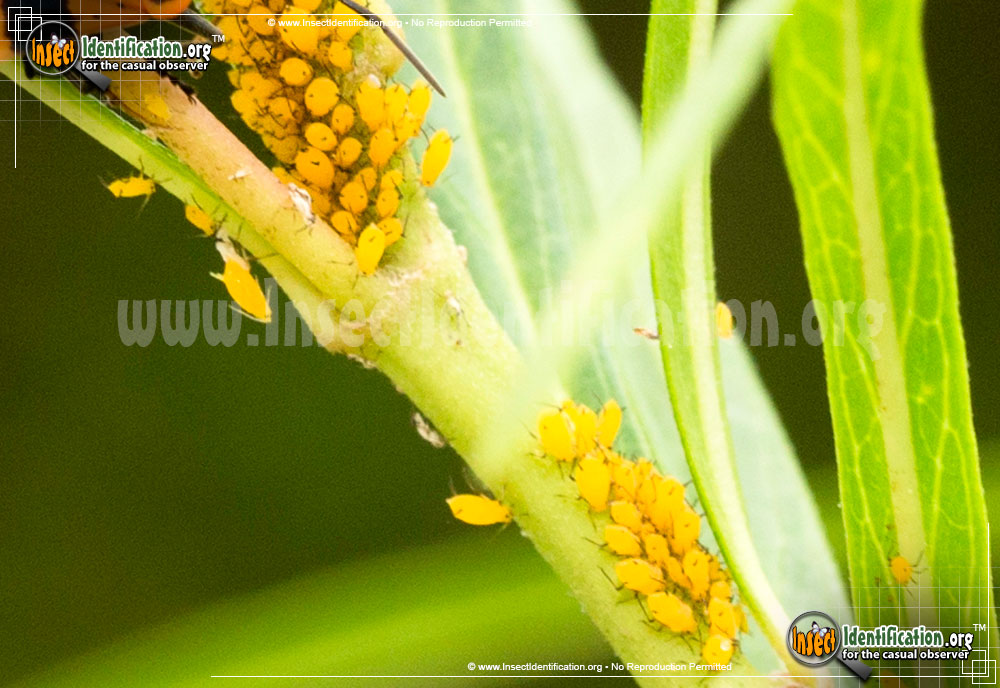 Full-sized image of the Oleander-Aphids