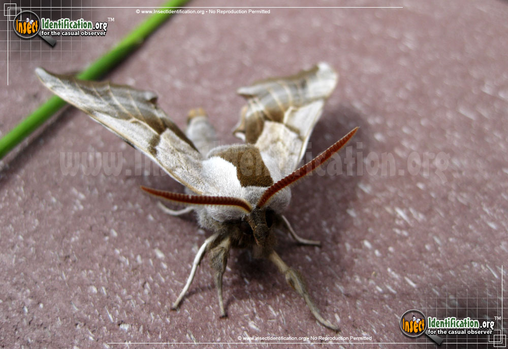 Full-sized image #3 of the One-Eyed-Sphinx-Moth