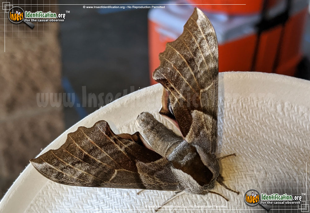 Full-sized image #5 of the One-Eyed-Sphinx-Moth