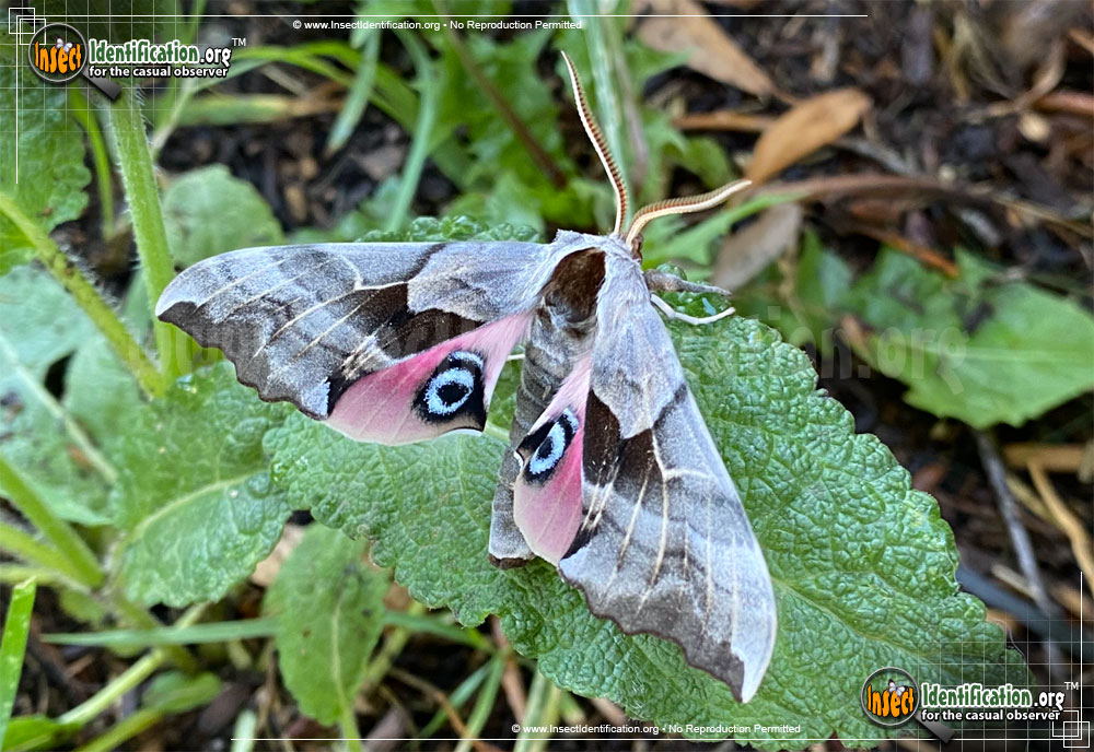 Full-sized image of the One-Eyed-Sphinx-Moth