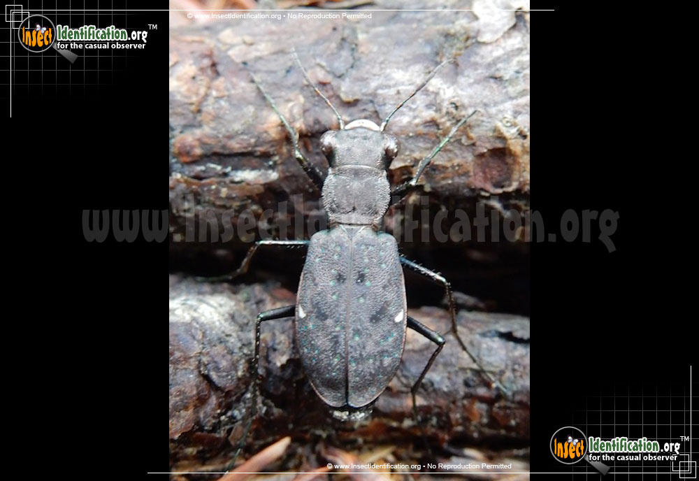 Full-sized image of the One-Spotted-Tiger-Beetle