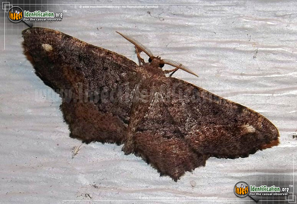 Full-sized image #3 of the One-Spotted-Variant-Moth