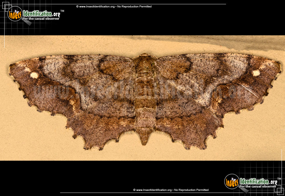 Full-sized image of the One-Spotted-Variant-Moth