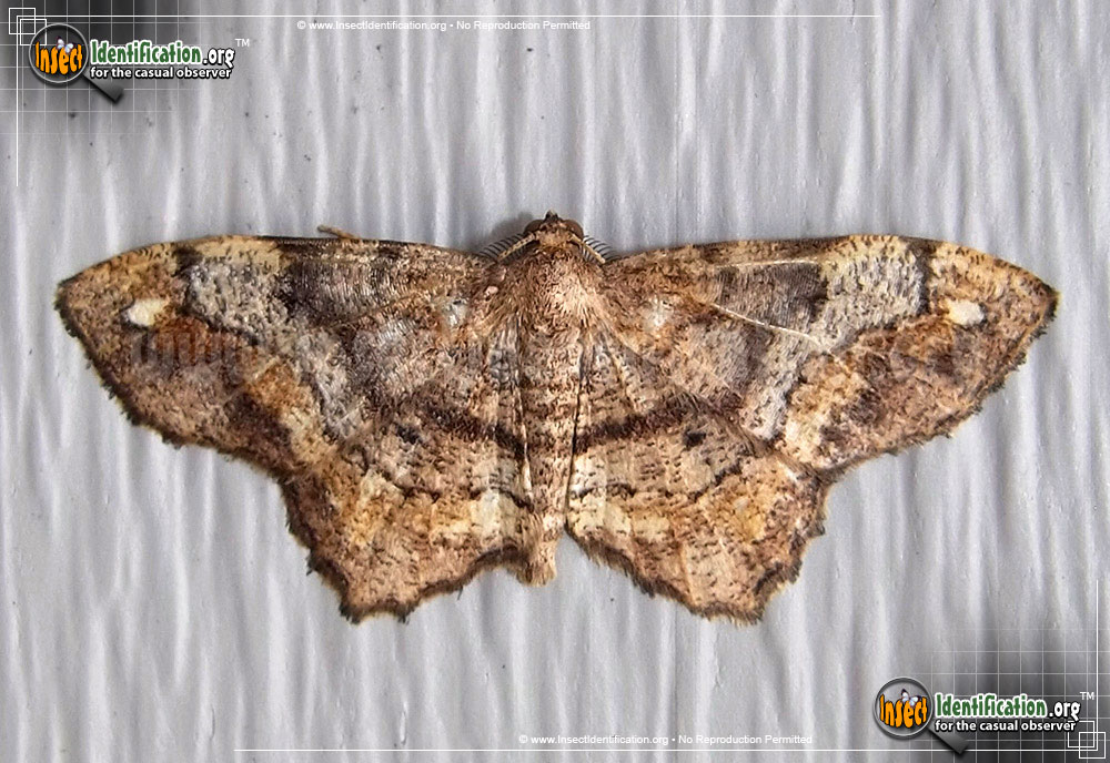 Full-sized image #7 of the One-Spotted-Variant-Moth