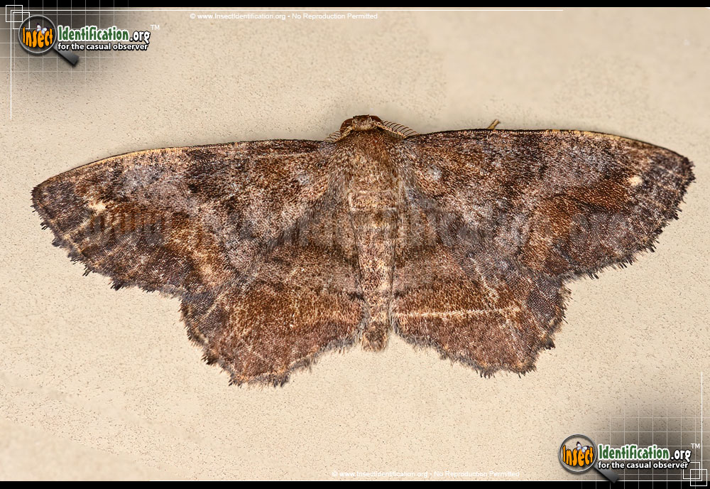 Full-sized image #8 of the One-Spotted-Variant-Moth